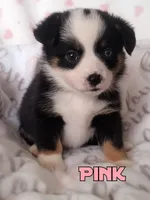 Pink - Auggie , a female Toy Australian Shepherd for sale in Apple Valley, CA – Photo 1 of 7
