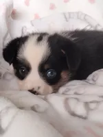 Pink - Auggie , a female Toy Australian Shepherd for sale in Apple Valley, CA – Photo 5 of 7