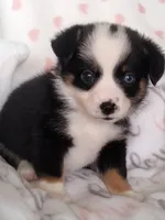 Pink - Auggie , a female Toy Australian Shepherd for sale in Apple Valley, CA – Photo 3 of 7