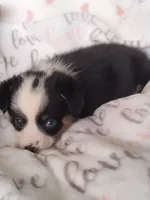 Pink - Auggie , a female Toy Australian Shepherd for sale in Apple Valley, CA – Photo 2 of 7