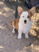 Chloe, a female Pembroke Welsh Corgi for sale in Apple Valley, CA – 1 of 5