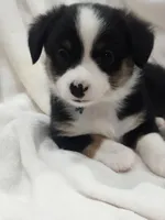 Blue - Auggie , a male Toy Australian Shepherd for sale in Apple Valley, CA – Photo 4 of 7