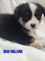 Blue - Auggie , a male Toy Australian Shepherd for sale in Apple Valley, CA – Photo 1 of 7