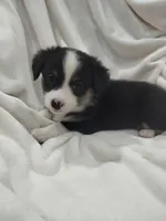 Blue - Auggie , a male Toy Australian Shepherd for sale in Apple Valley, CA – Photo 3 of 7