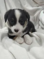 Blue - Auggie , a male Toy Australian Shepherd for sale in Apple Valley, CA – Photo 2 of 7