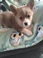 White Collar , a male Pembroke Welsh Corgi for sale in Apple Valley, CA – Photo 2 of 6