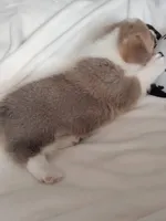 White Collar , a male Pembroke Welsh Corgi for sale in Apple Valley, CA – Photo 4 of 6