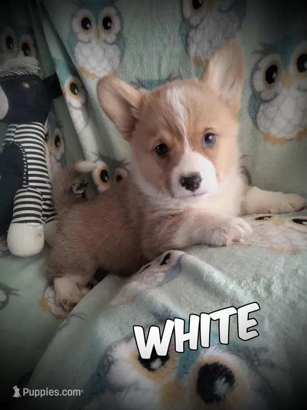 White Collar  – Pembroke Welsh Corgi puppy for sale in Apple Valley, CA