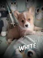 White Collar , a male Pembroke Welsh Corgi for sale in Apple Valley, CA – Photo 1 of 6