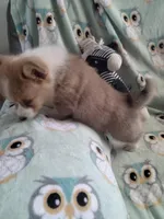 White Collar , a male Pembroke Welsh Corgi for sale in Apple Valley, CA – Photo 3 of 6