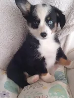 Pink - Auggie Ready Today, a female Pembroke Welsh Corgi and Toy Australian Shepherd for sale in Apple Valley, CA – Photo 3 of 6