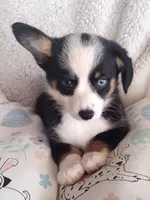 Pink - Auggie Ready Today, a female Pembroke Welsh Corgi and Toy Australian Shepherd for sale in Apple Valley, CA – Photo 2 of 6