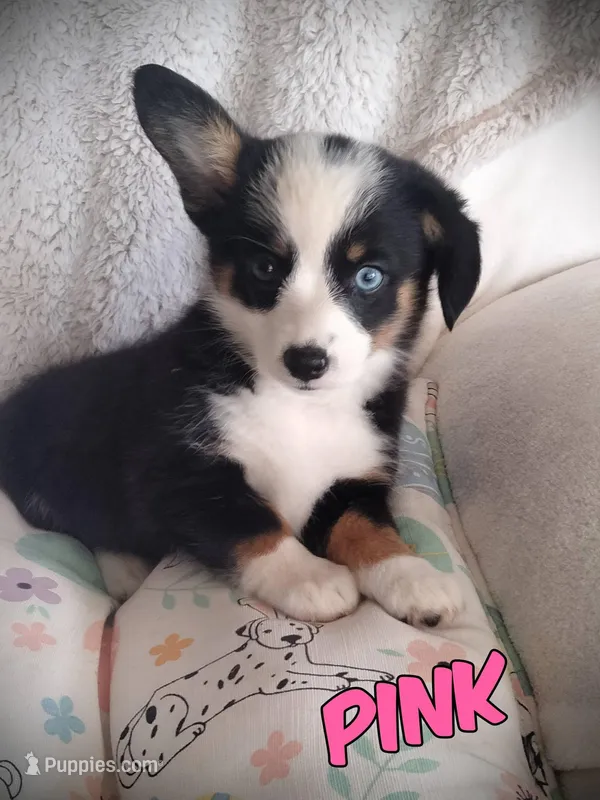 Pink - Auggie Ready Today – Pembroke Welsh Corgi, Toy Australian Shepherd puppy for sale in Apple Valley, CA