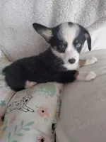 Pink - Auggie Ready Today, a female Pembroke Welsh Corgi and Toy Australian Shepherd for sale in Apple Valley, CA – Photo 4 of 6