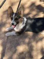 Stella, a female Pembroke Welsh Corgi for sale in Apple Valley, CA – 3 of 5