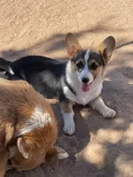 Stella, a female Pembroke Welsh Corgi for sale in Apple Valley, CA – 2 of 5