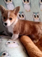Chester , a male Pembroke Welsh Corgi for sale in Apple Valley, CA – Photo 4 of 7