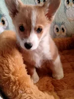 Chester , a male Pembroke Welsh Corgi for sale in Apple Valley, CA – Photo 3 of 7