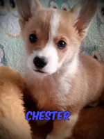 Chester , a male Pembroke Welsh Corgi for sale in Apple Valley, CA – Photo 1 of 7