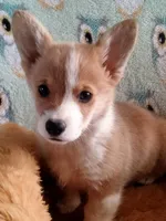 Chester , a male Pembroke Welsh Corgi for sale in Apple Valley, CA – Photo 5 of 7