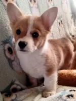 Chester , a male Pembroke Welsh Corgi for sale in Apple Valley, CA – Photo 2 of 7