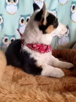 Charlie , a male Pembroke Welsh Corgi for sale in Apple Valley, CA – Photo 2 of 7