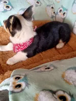 Charlie , a male Pembroke Welsh Corgi for sale in Apple Valley, CA – Photo 3 of 7