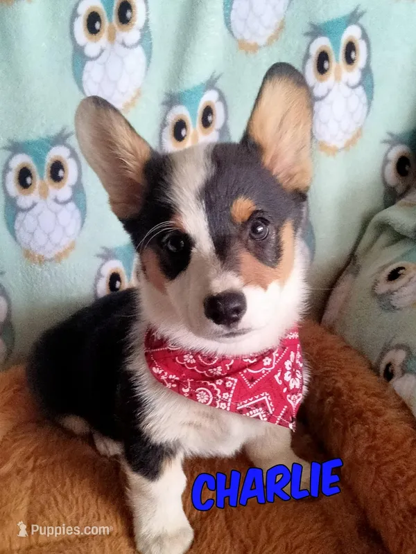 Charlie  – Pembroke Welsh Corgi puppy for sale in Apple Valley, CA