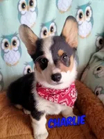 Charlie , a male Pembroke Welsh Corgi for sale in Apple Valley, CA – Photo 1 of 7