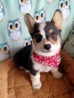 Charlie , a male Pembroke Welsh Corgi for sale in Apple Valley, CA – Photo 5 of 7