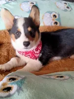 Charlie , a male Pembroke Welsh Corgi for sale in Apple Valley, CA – Photo 4 of 7