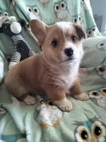 PINK Collar, a female Pembroke Welsh Corgi for sale in Apple Valley, CA – Photo 3 of 4