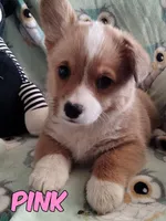 PINK Collar, a female Pembroke Welsh Corgi for sale in Apple Valley, CA – Photo 1 of 4