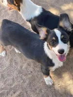 Blue - Auggie , a male Pembroke Welsh Corgi and Toy Australian Shepherd for sale in Apple Valley, CA – 5 of 7