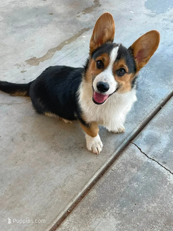 Sina – Pembroke Welsh Corgi puppy for sale in Apple Valley, CA