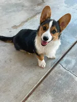 Sina Sale day ONLY 6/27 , a male Pembroke Welsh Corgi for sale in Apple Valley, CA – 1 of 6