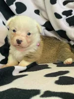 Clara - Triple Clear - AKC, a female Pembroke Welsh Corgi for sale in Apple Valley, CA – 4 of 8