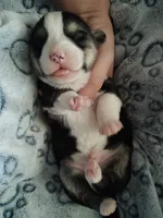 Sina, a male Pembroke Welsh Corgi for sale in Apple Valley, CA – Photo 5 of 9