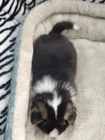 Sina, a male Pembroke Welsh Corgi for sale in Apple Valley, CA – Photo 3 of 9