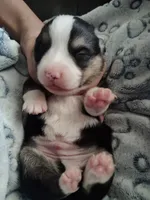 Sina, a male Pembroke Welsh Corgi for sale in Apple Valley, CA – Photo 4 of 9