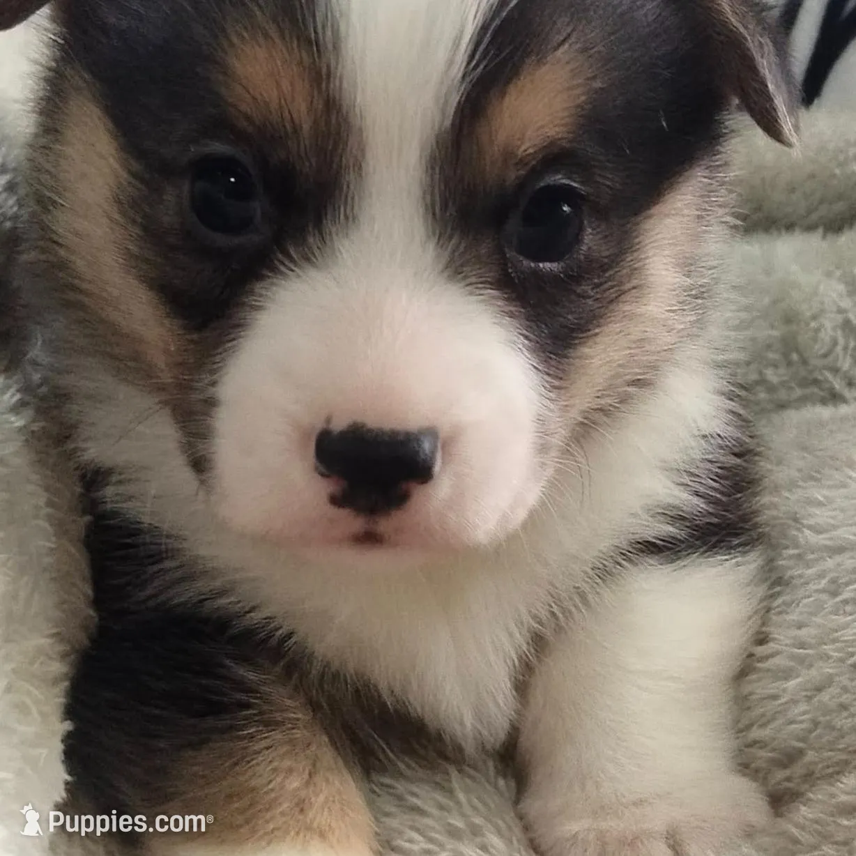 Sina, a male Pembroke Welsh Corgi for sale in Apple Valley, CA – Photo 2 of 9