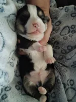 Sina, a male Pembroke Welsh Corgi for sale in Apple Valley, CA – Photo 6 of 9