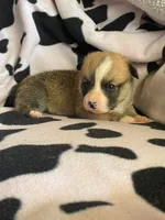 Cleo - Triple Clear - AKC full , a male Pembroke Welsh Corgi for sale in Apple Valley, CA – 4 of 7