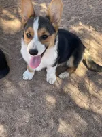 Sina, a male Pembroke Welsh Corgi for sale in Apple Valley, CA – 3 of 6
