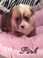 PINK Collar, a female Pembroke Welsh Corgi for sale in Apple Valley, CA – Photo 1 of 5