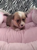 PINK Collar, a female Pembroke Welsh Corgi for sale in Apple Valley, CA – Photo 3 of 5