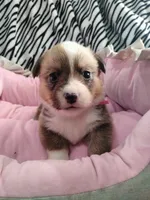 PINK Collar, a female Pembroke Welsh Corgi for sale in Apple Valley, CA – Photo 2 of 5