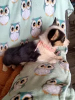 Chewy , a male Pembroke Welsh Corgi for sale in Apple Valley, CA – Photo 2 of 7