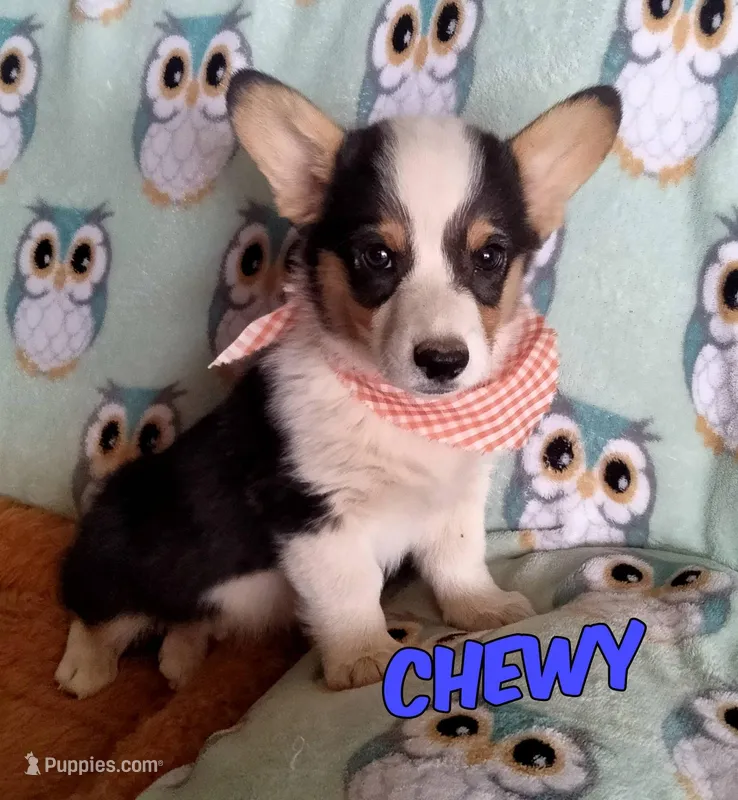Chewy  – Pembroke Welsh Corgi puppy for sale in Apple Valley, CA