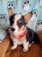 Chewy , a male Pembroke Welsh Corgi for sale in Apple Valley, CA – Photo 5 of 7